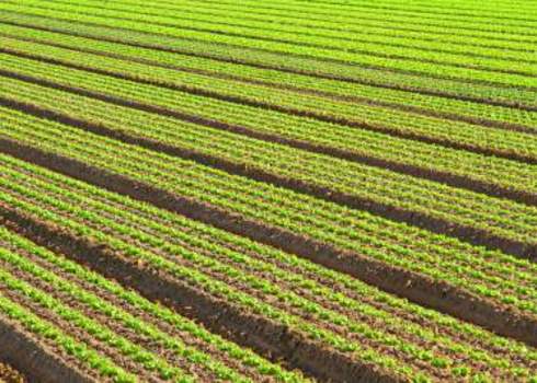 Intensive Farming Definition Biodiversity A Z   Intensive Farming Intensive Cultivation Of Green Salad In Agricultural Area 210859144 FedeCandoniPhoto 